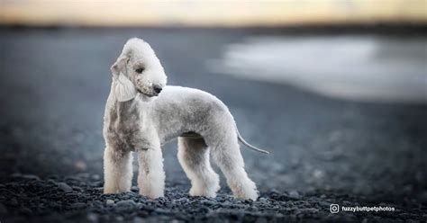rare odd dog breed|24 Unique & Rare Dog Breeds You’ll Want to Know About.